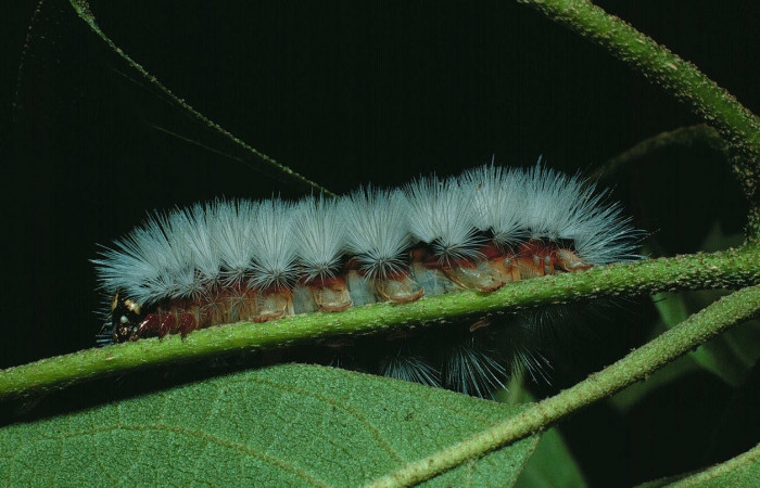 Fig. 9 Larva <i>Munona robpuschendorfi</i></i>, Erebidae, mostrando la posición lateral entero. Voucher: 87-SRNP-679-DHJ9987.jpg. 
