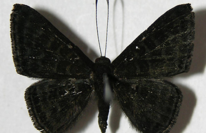 Fig. 16. Macho de  <i>Pirascca arbuscula</i></i> (Riodinidae)  vista dorsal. Voucher: 03-SRNP-33152-DHJ383298.jpg