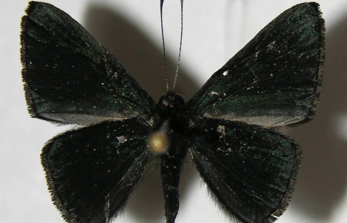 Fig. 17. Macho de  <i>Pirascca arbuscula</i></i> (Riodinidae)  vista ventral. Voucher: 03-SRNP-33152-DHJ383299.jpg