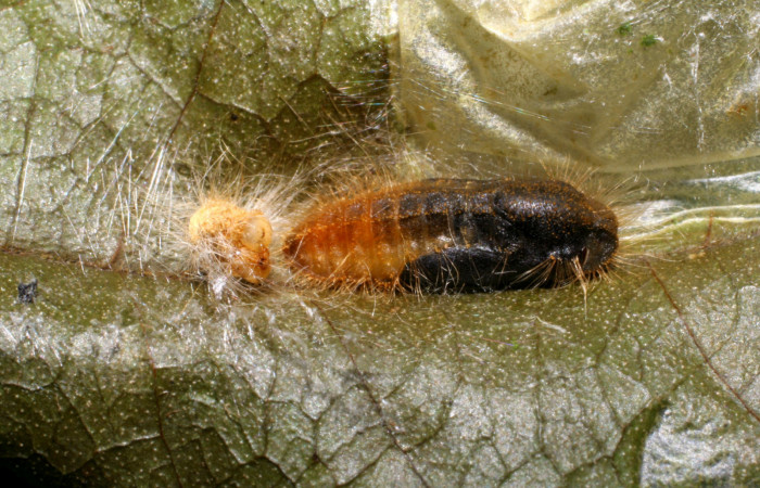 Figura 11.  Pupa de <i>Pirascca arbuscula</i></i> (Riodinidae) vista dorsal (07-SRNP-65255-DHJ433859)