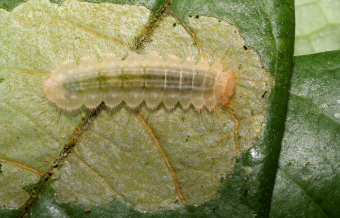 Figura 2.  Larva de <i>Pirascca arbuscula</i></i> (Riodinidae) vista dorsal (07-SRNP-65255-DHJ433866)