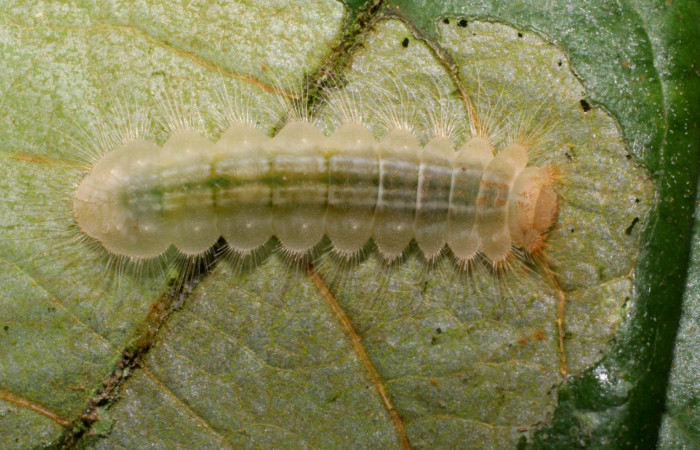 Figura 5.  Larva de <i>Pirascca arbuscula</i></i> (Riodinidae) vista dorsal (07-SRNP-65255-DHJ433867)