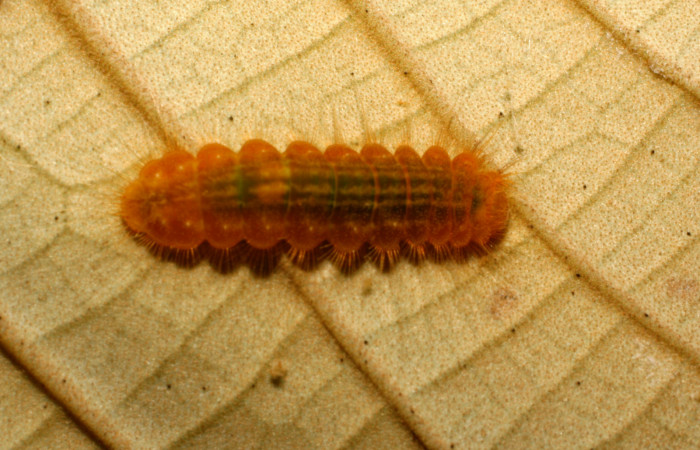Figura 4.  Larva de <i>Pirascca tyriotes</i></i> (Riodinidae) vista dorsal (07-SRNP-65937-DHJ435335)
