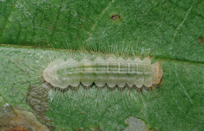 Figura 1.  Larva de <i>Pirascca arbuscula</i></i> (Riodinidae) vista dorsal (08-SRNP-70556-DHJ443330)