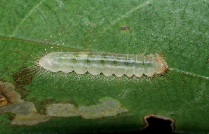 Figura 3.  Larva de <i>Pirascca arbuscula</i></i> (Riodinidae) vista lateral (08-SRNP-70556-DHJ443331)