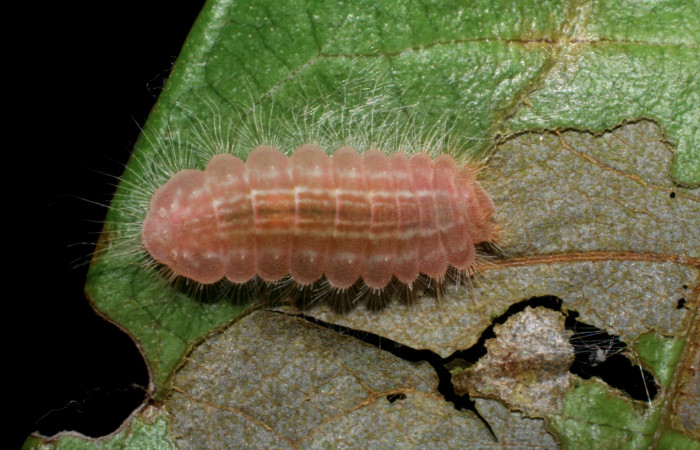 Figura 8.  Prepupa de <i>Pirascca arbuscula</i></i> (Riodinidae) vista dorsal (08-SRNP-70557-DHJ443335)