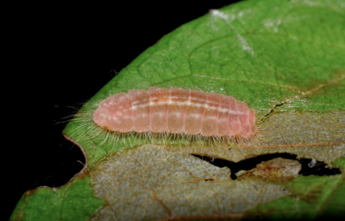 Figura 9.  Prepupa de <i>Pirascca arbuscula</i></i> (Riodinidae) vista lateral (08-SRNP-70557-DHJ443335)