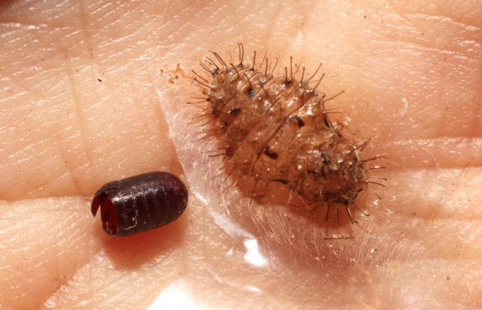 Figura 13.  Restos de pupa de <i>Pirascca arbuscula</i></i> (Riodinidae) con exubia de pupario de tachJanzen01 Janzen23 (Tachinidae).Voucher (10-SRNP-76245-DHJ498431)