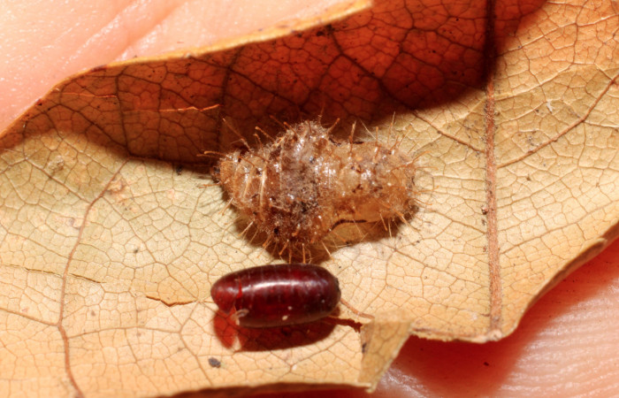 Figura 12.  Restos de pupa de <i>Pirascca arbuscula</i></i> (Riodinidae) con exubia de pupario de tachJanzen01 Janzen23 (Tachinidae).Voucher (10-SRNP-76245-DHJ498430)