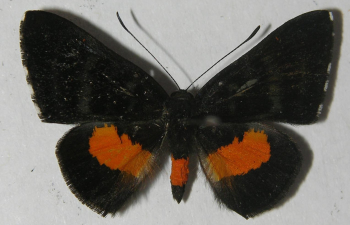 Fig. 18. Macho de  <i>Pirascca tyriotes</i></i> (Riodinidae)  vista dorsal. Voucher: 11-SRNP-66378-DHJ555626.jpg