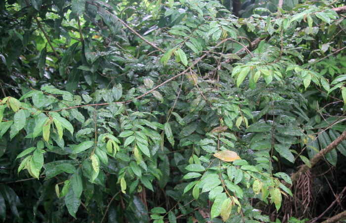 Figura 6.  Planta hospedera de <i>Pirascca arbuscula</i></i> (Riodinidae) Vochysia ferruginea (Vochyseaceae)