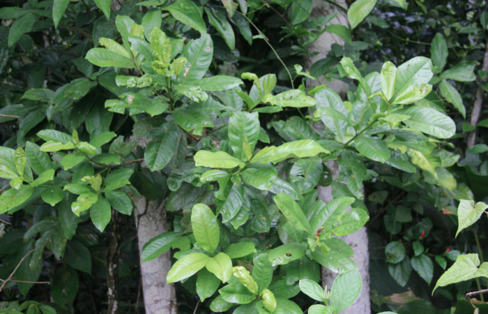 Figura 7.  Planta hospedera de <i>Pirascca arbuscula</i></i> (Riodinidae) Vochysia guatemalensis (Vochyseaceae)