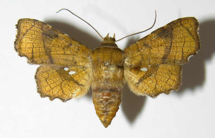 Fig 11. Adulto de <i>Dysodia</i></i> Janzen03; familia Thyrididae, vista dorsal, en alas abiertas miden 31mm.
 Voucher 01-SRNP-4788-DHJ337846