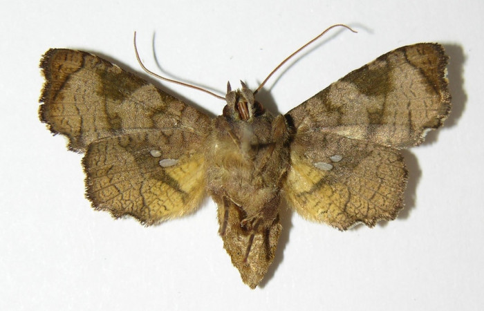 Fig 12. Adulto de <i>Dysodia</i></i> Janzen03;; familia Thyrididae, vista dorsal, en alas abiertas miden 31mm. 
Voucher 01-SRNP-4788-DHJ337847