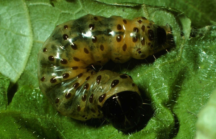 Fig 3. Larva <i>Dysodia</i></i> Janzen03  mostrando cara en último estadio, 26 mm de largo, Estación Biológica Caribe. Voucher 01-SRNP-5445-DHJ63393.jpg