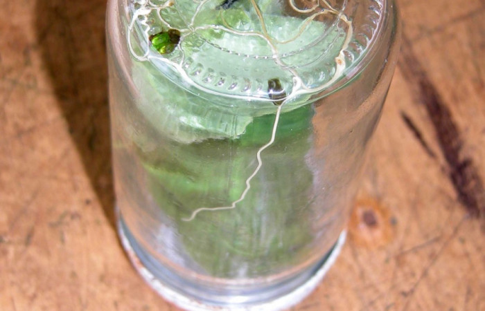 Fig 16. Parásito <i>Dysodia</i></i> Janzen03, de familia Mermitidae, dentro de la botella, en último estadio. Planta <i>Piper auritum</i></i>. Estación Biológica Caribe. 
Voucher 03-SRNP-11029-DHJ35315.jpg.