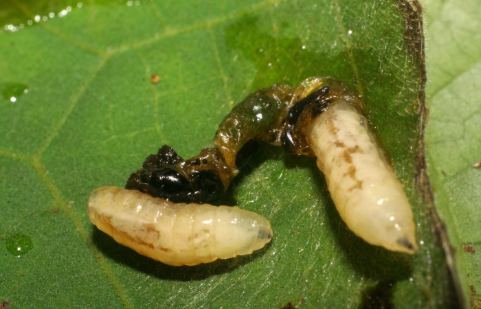 Fig 15. Pupario de parasito <i>Dysodia</i></i> Janzen03, especie <i>Lixophaga</i></i> Wood03, subfamilia Exoristinae, familia Tachinidae, planta <i>Piper auritum</i></i>. Estacion Biológica Pitilla.
Voucher 06-SRNP-30839-DHJ412444.jpg.