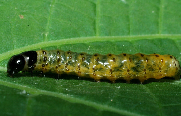 Fig 2. Larva <i>Dysodia</i></i> Janzen03 lateral entero en último estadio, 20 mm de largo, Sector San Cristóbal.
 Voucher 09-SRNP-1931-DHJ453922.jpg