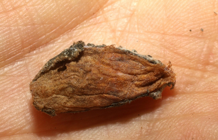 Fig 13. Prepupa de parasito <i>Dysodia</i></i> Janzen03, Especie <i>Hypomicrogaster luisi</i></i>. Sub familia Microgastrinae. Familia Braconidae. Sector Santa Rosa. Voucher 09-SRNP-1931-DHJ476137.jpg.