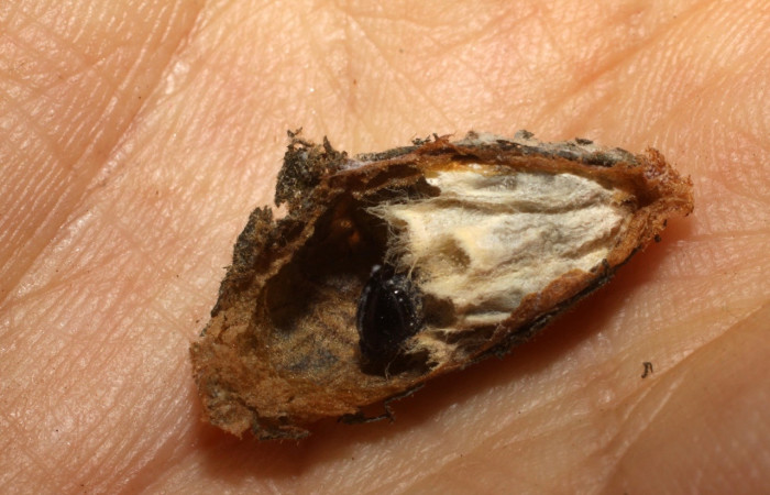 Fig 14. Prepupa de parasito <i>Dysodia</i></i> Janzen03, Especie <i>Hypomicrogaster luisi</i></i>. Sub familia Microgastrinae. Familia Braconidae. Sector Santa Rosa.
Voucher 09-SRNP-1931
DHJ476138.jpg.