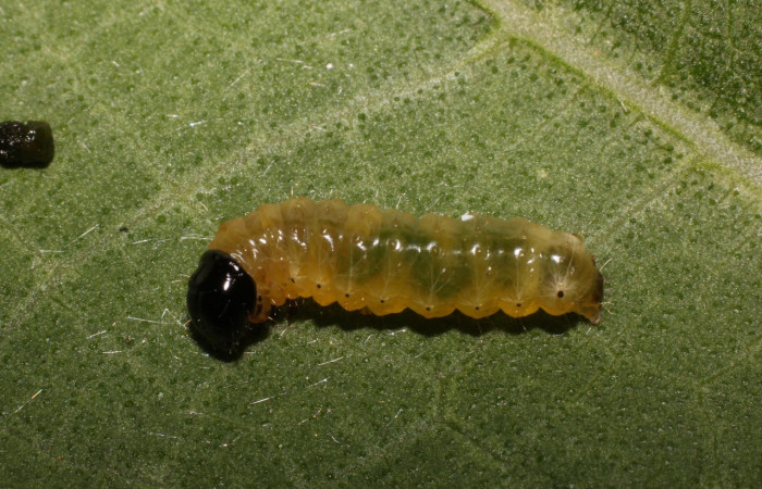 Fig 1. Larva <i>Dysodia</i></i> Janzen03 lateral entero en penúltimo estadio,15mm de largo,  Estación Biológica La Perla.
 Voucher 20-SRNP-55772-DHJ712806.jpg