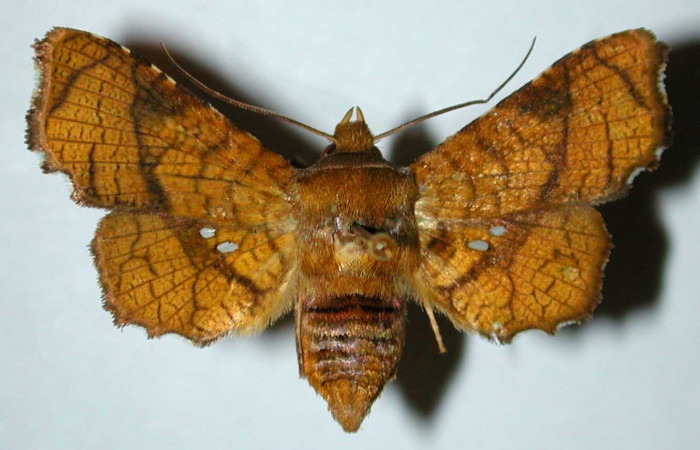 Fig 9. Adulto de <i>Dysodia</i></i> Janzen03; familia Thyrididae, vista dorsal, en alas abiertas miden 31mm. 
Voucher 98-SRNP-15167-DHJ35084.