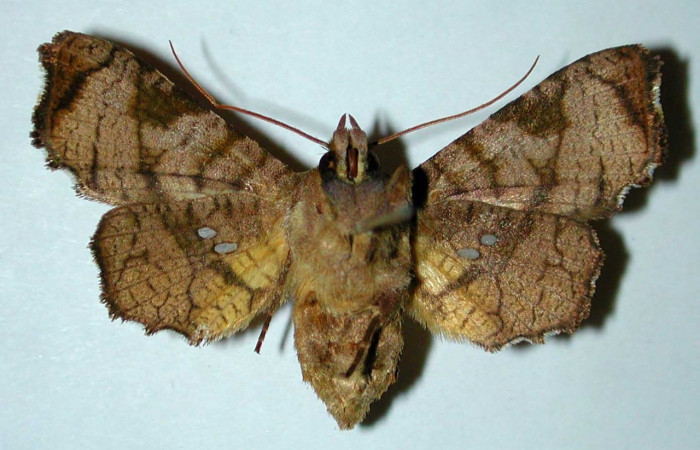 Fig 10. Adulto de <i>Dysodia</i></i> Janzen03; familia Thyrididae, vista ventral, en alas abiertas miden 31mm.
 Voucher 98-SRNP-15167-DHJ35085.