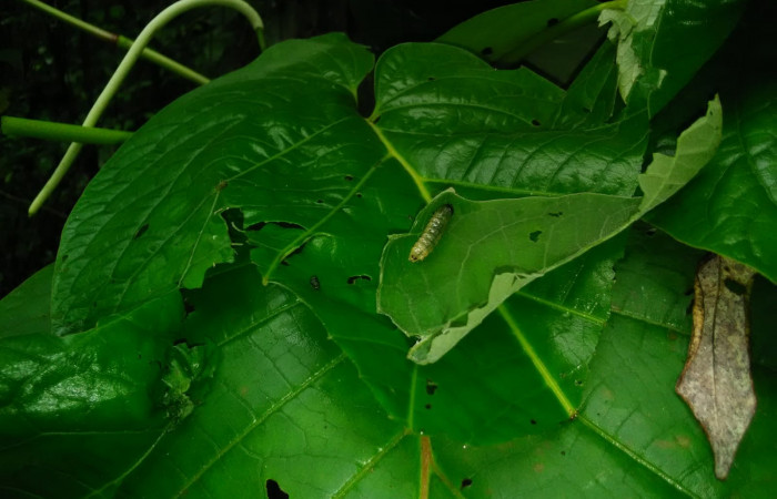 Fig 7. Planta hospedera <i>Piper umbellatum</i></i> de larva <i>Dysodia</i></i> Janzen03: Estación Biológica Llanura. Foto, Cirilo Umaña D. 07/ 04 /2022.
