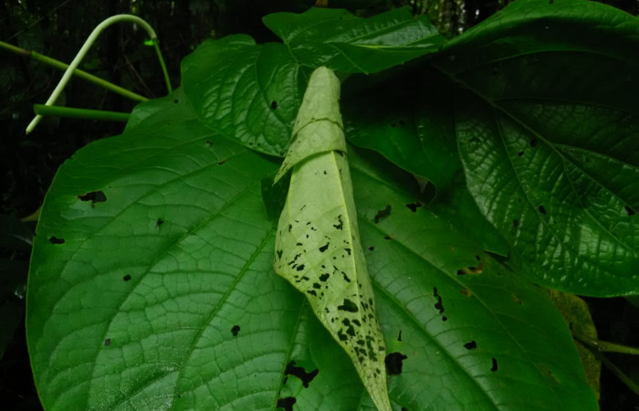Fig 5. Planta hospedera <i>Piper umbellatum</i></i> de larva <i>Dysodia</i></i> Janzen03; Estación Biológica Llanura. Foto, Cirilo Umaña D. 07/ 04 /2022.