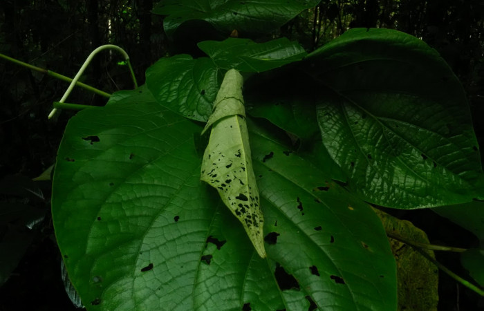 Fig 6. Planta hospedera <i>Piper umbellatum</i></i> de larva <i>Dysodia</i></i> Janzen03: Estación Biológica Llanura. Foto, Cirilo Umaña D. 07/ 04 /2022.