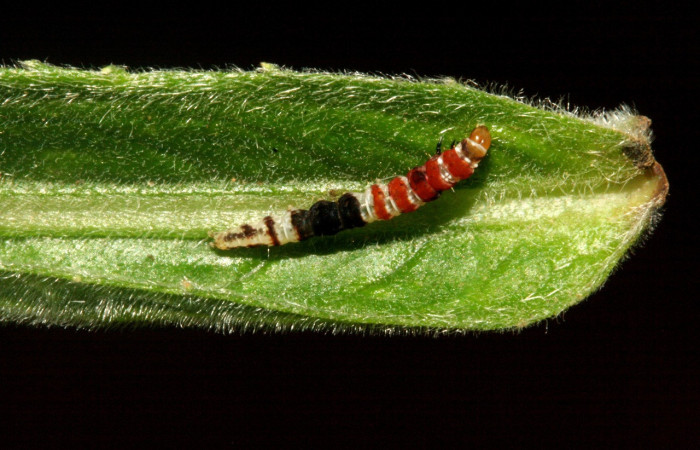 Figura 3. Larva <i>Helcystogramma</i></i> Janzen347 (Gelechiidae), último estadío (U) vista dorsal, localidad Tajo Angeles, Sector San Cristóbal ACG (540m). Voucher: 10-SRNP-2394-DHJ470628.jpg.