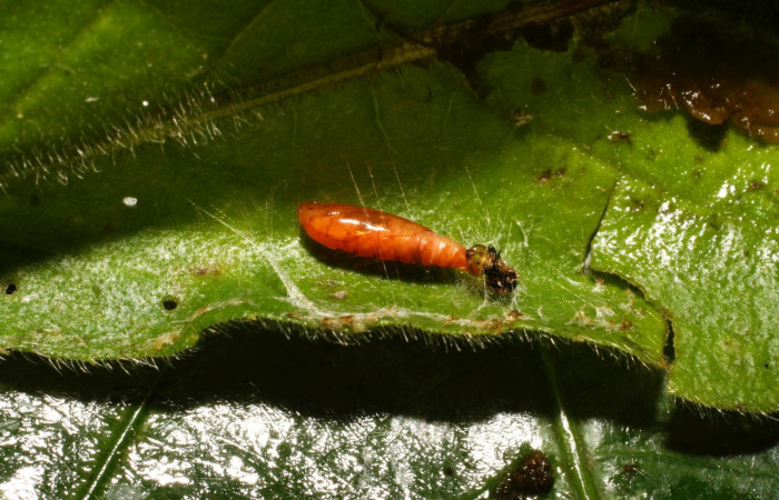 Figura 5. Pupa de <i>Helcystogramma</i></i> Janzen347 (Gelechiidae), vista dorsal, localidad Estación Cacao, Sector Cacao ACG (1150m). Voucher: 10-SRNP-35633-DHJ477508.jpg.