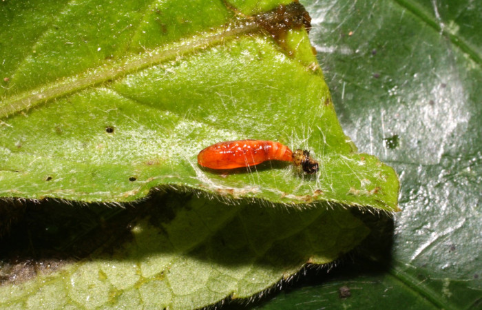 Figura 6. Pupa de <i>Helcystogramma</i></i> Janzen347 (Gelechiidae), vista dorsal, localidad Estación Cacao, Sector Cacao ACG (1150m). Voucher: 10-SRNP-35633-DHJ477509.jpg.