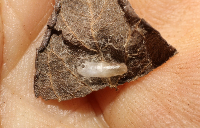 Figura 11. Restos de capullo de parásito <i>Campoplex</i></i> NV-3000 (Ichneumonidae) que ataca <i>Helcystogramma</i></i> Janzen347 (Gelechiidae), localidad Estación La Perla, Sector Mundo Nuevo ACG (325m). Voucher: 10-SRNP-56163-DHJ800240.jpg.