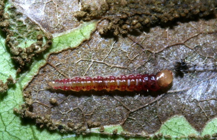 Figura 13. Larva <i>Helcystogramma luminosa</i></i> (Gelechiidae), último estadío (U) vista dorsal, localidad Sendero Guaca, Sector Rincón Rain Forest ACG (400m). Voucher: 11-SRNP-42480-DHJ483318.jpg.