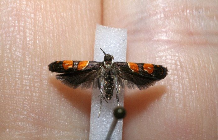Figura 14. Adulto de <i>Helcystogramma luminosa</i></i> (Gelechiidae), vista dorsal, localidad Sendero Guaca, Sector Rincón Rain Forest ACG (400m). Voucher: 11-SRNP-42481-DHJ545216.jpg.