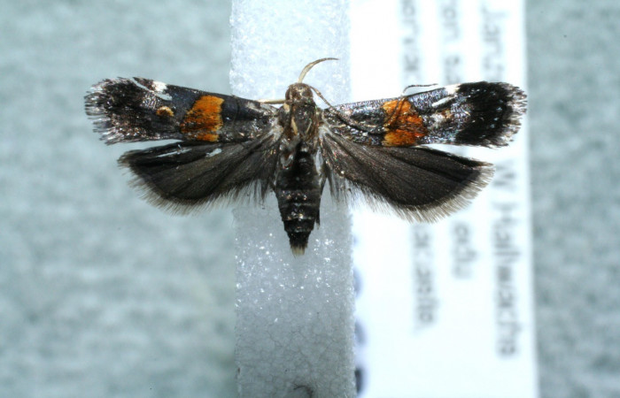 Figura 1. Adulto de <i>Helcystogramma</i></i> Janzen347 (Gelechiidae), vista dorsal, localidad Sendero Venado, Sector Rincón Rain Forest ACG (420m). Voucher: 11-SRNP-44969-DHJ561443.jpg.