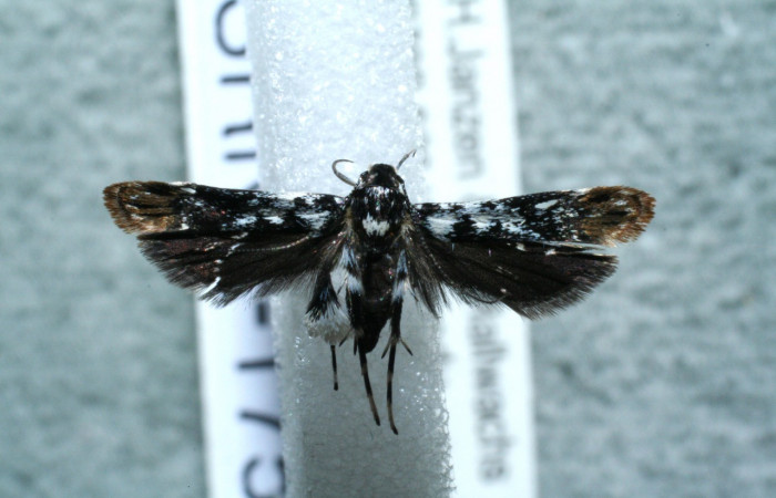 Figura 16. Adulto de <i>Helcystogramma</i></i> Janzen362 (Gelechiidae), vista dorsal, localidad Puente Palma, Sector San Cristóbal ACG (460m). Voucher: 12-SRNP-1759-DHJ563399.jpg.
