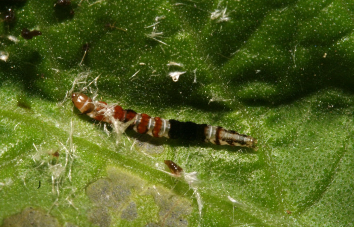 Figura 4. Larva <i>Helcystogramma</i></i> Janzen347 (Gelechiidae), último estadío (U) vista dorsal, localidad Sendero Anonas, Sector Rincón Rain Forest ACG (405m). Voucher: 12-SRNP-41454-DHJ489544.jpg.