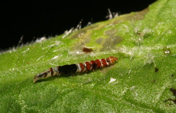 Figura 2. Larva <i>Helcystogramma</i></i> Janzen347 (Gelechiidae), penúltimo estadío (PU) vista dorsal, localidad Sendero Anonas, Sector Rincón Rain Forest ACG (405m). Voucher: 12-SRNP-41454-DHJ489545.jpg.