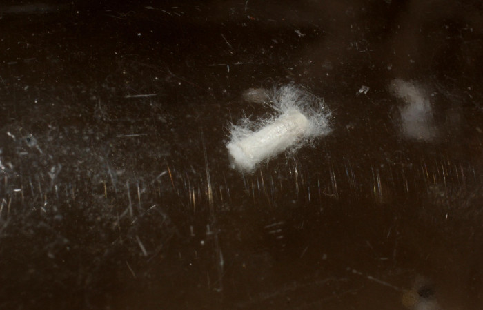 Figura 12. Capullo de parásito mgJanzen01 Janzen01 (Braconidae) que ataca <i>Helcystogramma</i></i> Janzen347 (Gelechiidae), localidad Tajo Angeles, Sector San Cristóbal ACG (540m). Voucher: 12-SRNP-4153-DHJ801158.jpg.