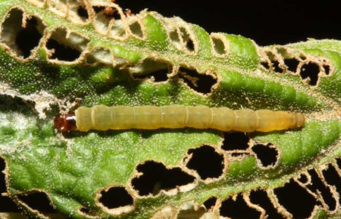 Figura 15. Adulto de <i>Helcystogramma</i></i> Janzen362 (Gelechiidae), último estadío (U) vista dorsal, localidad Vochysia, Sector Rincón Rain Forest ACG (320m). Voucher: 12-SRNP-43251-DHJ707112.jpg.