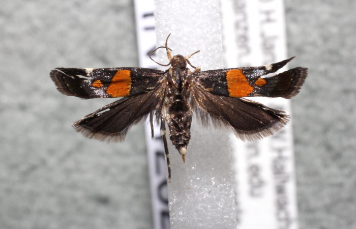 Figura 9. Adulto de <i>Helcystogramma</i></i> Janzen347 (Gelechiidae), vista dorsal, localidad Sendero Venado, Sector Rincón Rain Forest ACG (420m). Voucher: 13-SRNP-42329-DHJ582379.jpg.