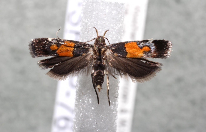 Figura 7. Adulto de <i>Helcystogramma</i></i> Janzen347 (Gelechiidae), vista dorsal, localidad Finca Esmeralda, Sector Rincón Rain Forest ACG (123m). Voucher: 13-SRNP-76503-DHJ582344.jpg.