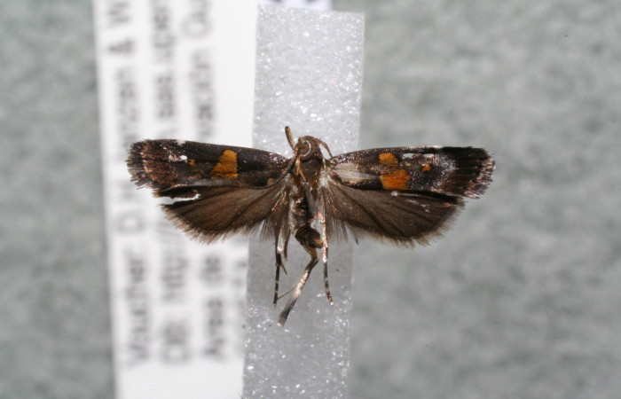 Figura 8. Adulto de <i>Helcystogramma</i></i> Janzen347 (Gelechiidae), vista ventral, localidad Sendero Nacho, Sector Pitilla ACG (710m). Voucher: 14-SRNP-30969-DHJ920402.jpg.