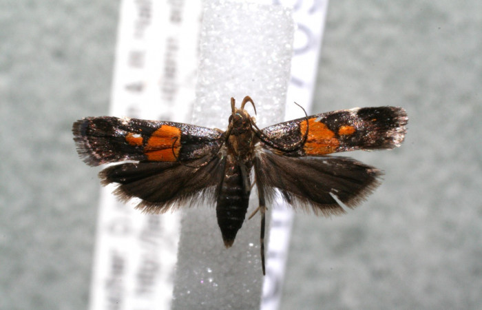 Figura 10. Adulto de <i>Helcystogramma</i></i> Janzen347 (Gelechiidae), vista ventral, localidad Medrano Estación Biológica Quica, Sector Pitilla ACG (380m). Voucher: 14-SRNP-70929-DHJ920456.jpg.