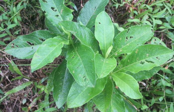 Figura 17. Planta hospedera de <i>Helcystogramma</i></i> Janzen347 (Gelechiidae), esta planta se llama <i>Elephantopus mollis</i></i> (Asteraceae), localidad Estación Biológica Quica, Sector Pitilla ACG (380m), foto: Ricardo Calero 20 Julio 2022.