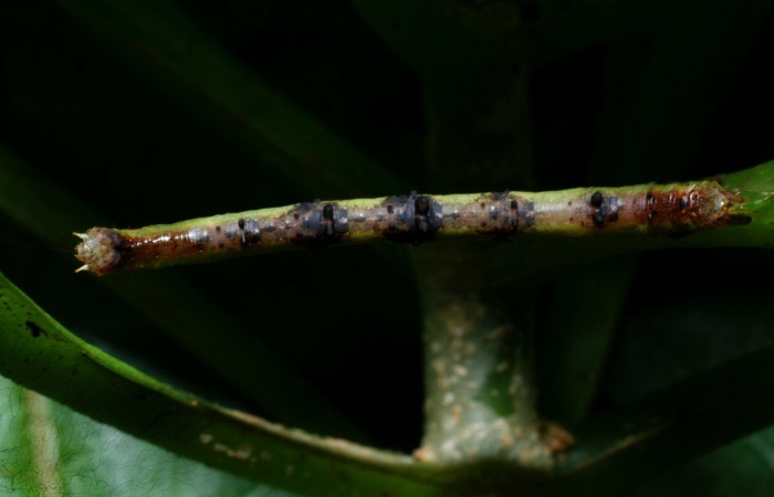  Larva en posición dorsal de <i>Neoselenia banasa</i></i> (Geometridae), PPU estadio. Sector Cacao, Estación Cacao. Voucher 09-SRNP-36649-DHJ459271.jpg.