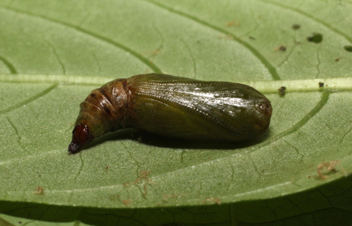  Pupa de <i>Neoselenia banasa</i></i> en posición dorsal (Geometridae). Sector Cacao, Estación Cacao. Voucher 20-SRNP-36736-DHJ771367.jpg.