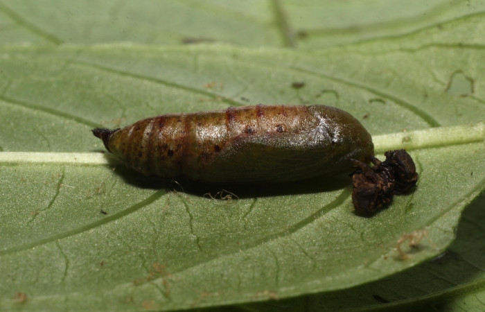  Pupa de <i>Neoselenia banasa</i></i> en posición lateral(Geometridae). Sector Cacao, Estación Cacao. Voucher 20-SRNP-36736-DHJ771365.jpg.